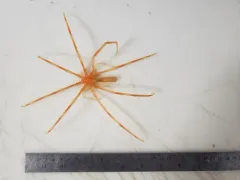 Colossendeis proboscidea thumbnail 3