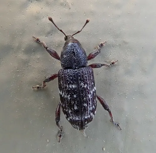 Seedling Debarking Weevil