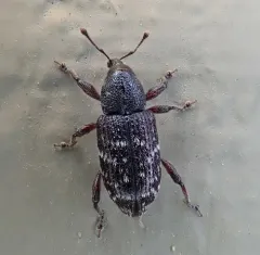Seedling Debarking Weevil thumbnail 1