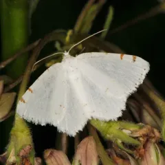 Lesser Maple Spanworm Moth thumbnail 3