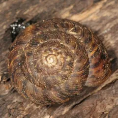 Flamed Tigersnail thumbnail 4