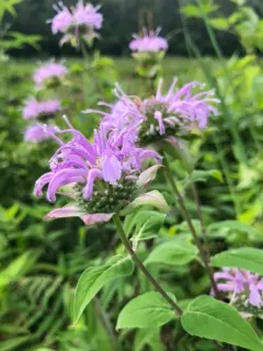 wild bergamot thumbnail 6