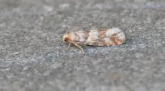 Eucopina ponderosa thumbnail 2