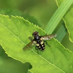 White-spotted Pond Fly thumbnail 2