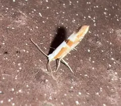 Cherry Fruit Moth thumbnail 4