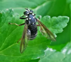 Black-banded Falsehorn thumbnail 1