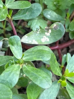 purslane white rust thumbnail 1
