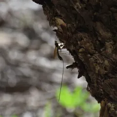 Norton's Giant Ichneumonid Wasp thumbnail 4