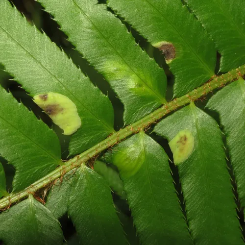 Taphrina faulliana