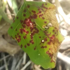 Norvellina chenopodii thumbnail 3