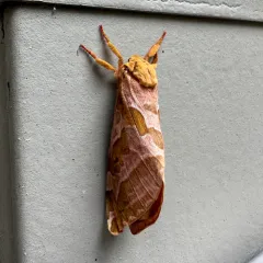 Four-spotted Ghost Moth thumbnail 3