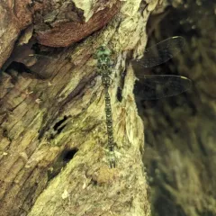 Ocellated Darner thumbnail 2
