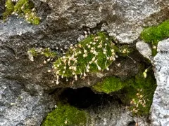 Porsild's Bryum thumbnail 4