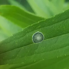 Asteromyia Gall Midge Fungus thumbnail 2
