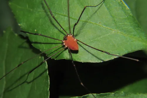 Leiobunum euserratipalpe