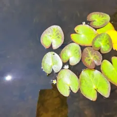 little floatingheart thumbnail 4
