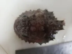 Atlantic Spiny Lumpsucker thumbnail 2
