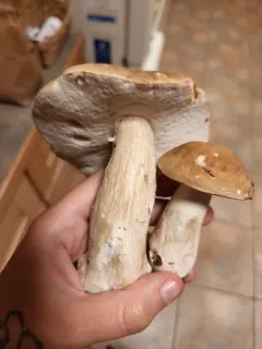 noble bolete thumbnail 3