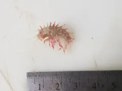 Paramphithoe hystrix thumbnail 3