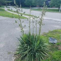 common yucca thumbnail 4