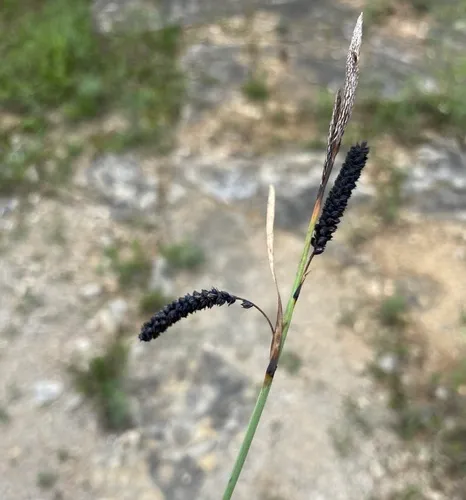 blue sedge