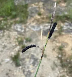 blue sedge thumbnail 1