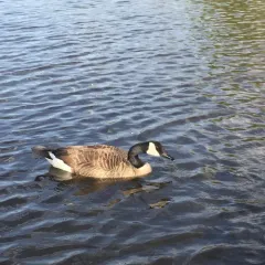 Canada Goose thumbnail 1