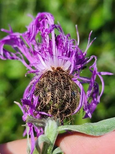 Wig Knapweed