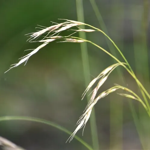 purple oat