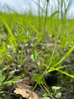 stalkless yellowcress thumbnail 4