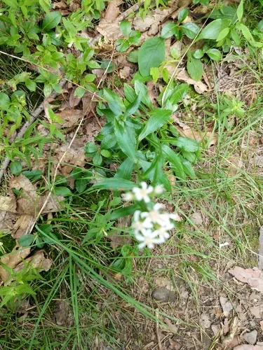 clumped whitetop aster