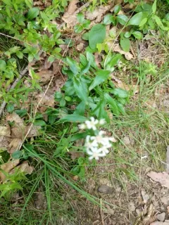 clumped whitetop aster thumbnail 1