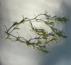 southern waternymph thumbnail 2