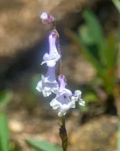 Tweedy's snowlover thumbnail 2