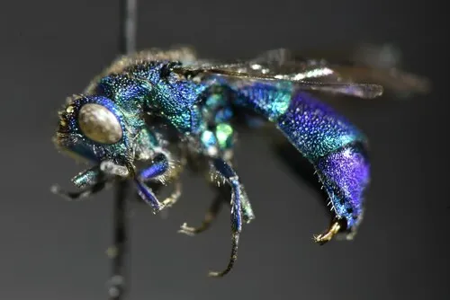 Chrysis nitidula