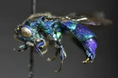 Chrysis nitidula thumbnail 1