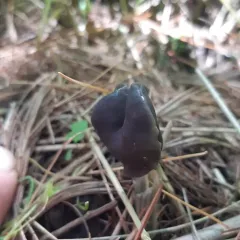 Elfin Saddle thumbnail 4