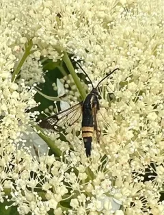 Holly Borer Moth thumbnail 2