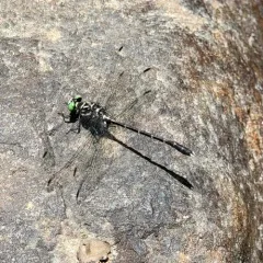 Eastern Least Clubtail thumbnail 4
