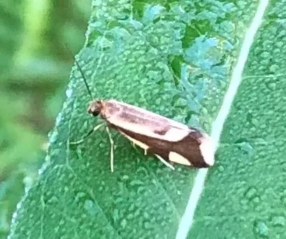 Greya pectinifera