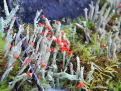 Gritty British soldiers lichen thumbnail 2