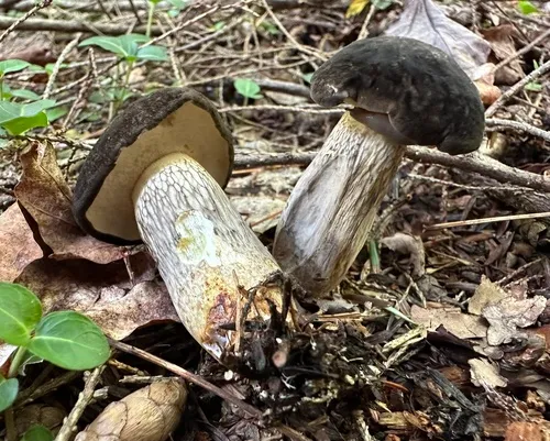 Grey Bolete