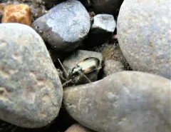 Bembidion corgenoma thumbnail 2