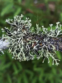 Brownish Monk's-hood Lichen thumbnail 1