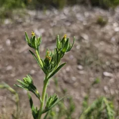 mountain tarweed thumbnail 4