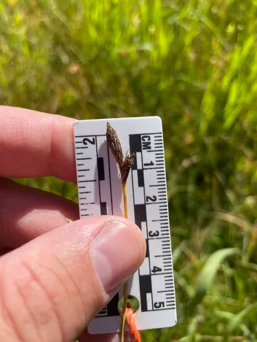 idaho sedge