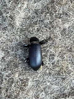 Smooth Darkling Beetle thumbnail 2
