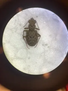 Elaphrus purpurans thumbnail 3