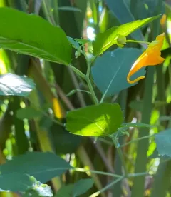 Idaho Jewelweed thumbnail 3
