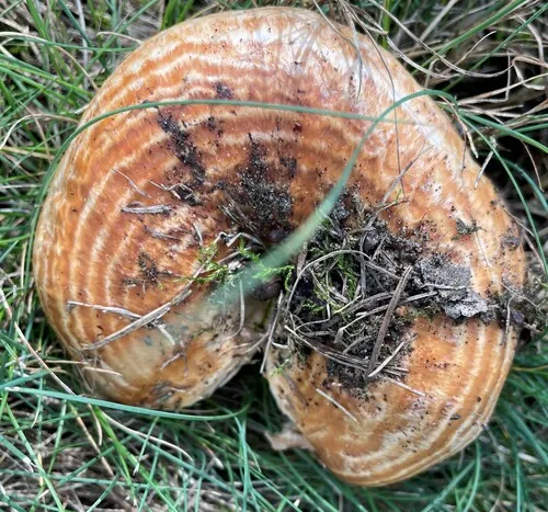 Lactarius psammicola